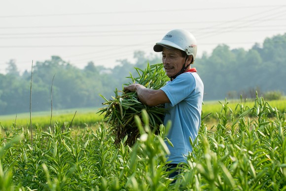 Hoa hoa kèn bén duyên đất Huế vạn người mê ảnh 5
