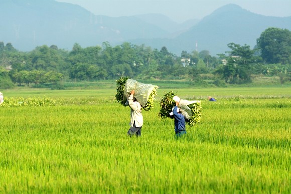 Hoa hoa kèn bén duyên đất Huế vạn người mê ảnh 4