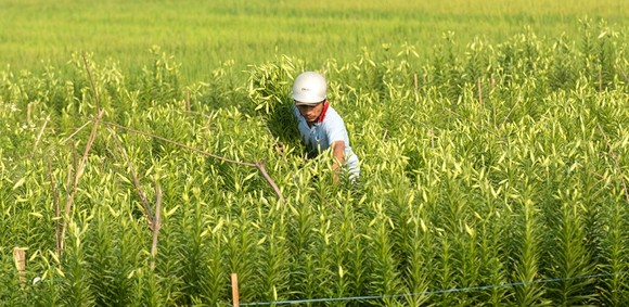 Hoa hoa kèn bén duyên đất Huế vạn người mê ảnh 2