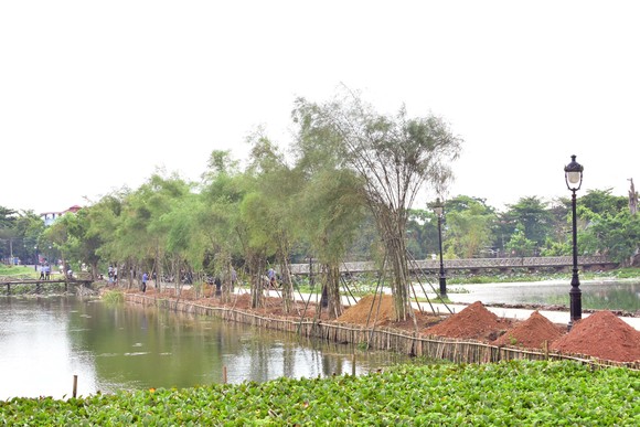 Trồng tre chống sạt lở danh thắng nổi tiếng Kinh thành Huế ảnh 2