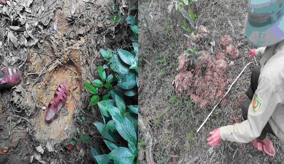 Voi rừng xuất hiện tại Vườn Quốc gia Vũ Quang, Hà Tĩnh ảnh 1