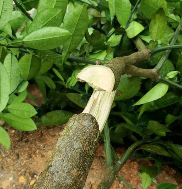 Hàng trăm gốc cây bưởi Phúc Trạch của người dân bị kẻ xấu chặt hạ trong đêm ảnh 1