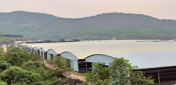 Rà soát tổng thể dự án chăn nuôi bò Bình Hà ảnh 2