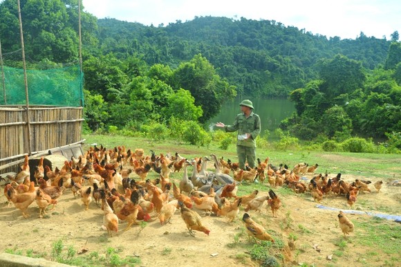 Hiệu quả từ mô hình '5 vườn, 3 giàn' của Bộ đội Biên phòng Hà Tĩnh ảnh 5