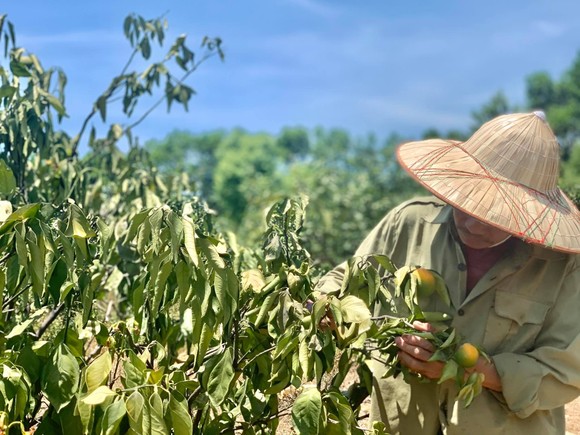 Nắng hạn gây thiệt hại nặng ở Hương Khê ảnh 6