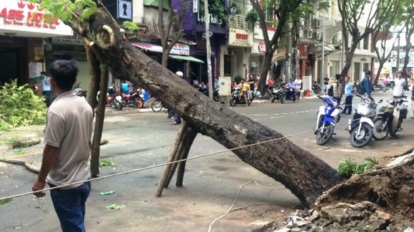 Cây xanh bật gốc ngã đè quán cà phê ở trung tâm thành phố ảnh 1