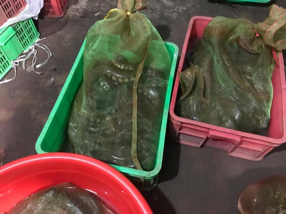 Bắt đối tượng buôn bán động vật hoang dã quý hiếm số lượng lớn ảnh 6