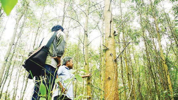 Khơi thông ngành gỗ bền vững ảnh 1