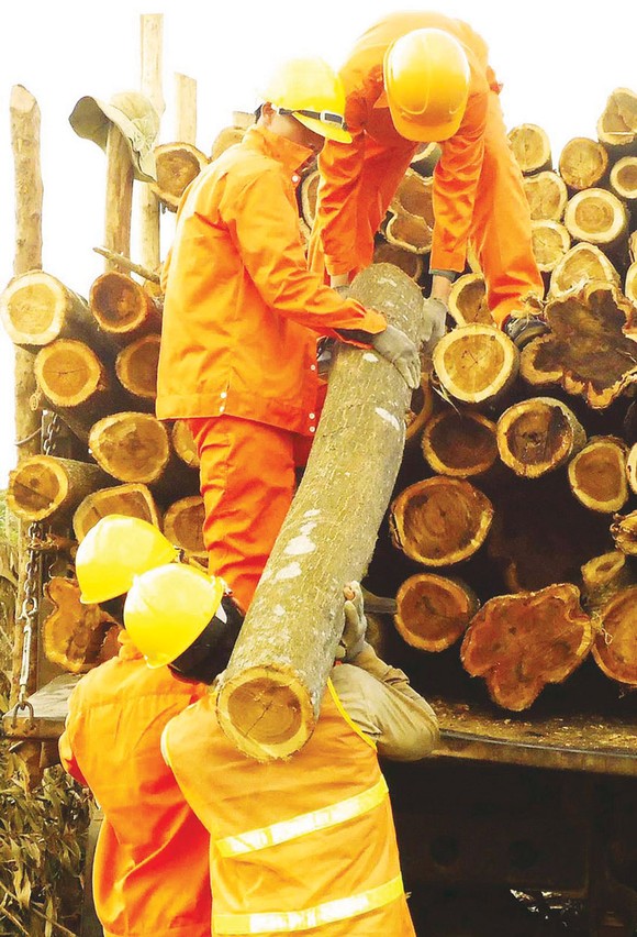 Khơi thông ngành gỗ bền vững ảnh 3