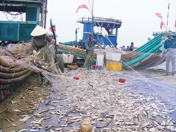 Lộc biển đầu hè ảnh 4
