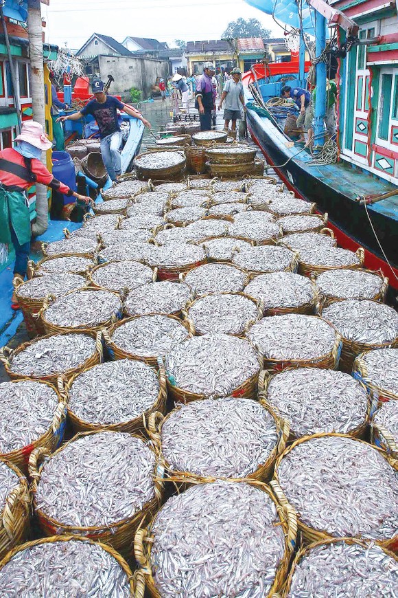 Lộc biển đầu hè ảnh 5