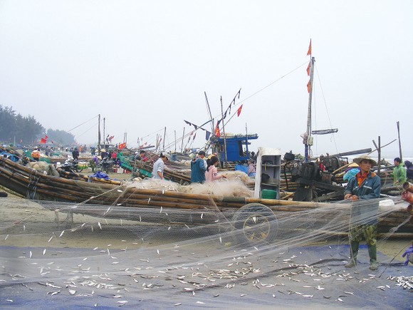 Lộc biển đầu hè ảnh 6