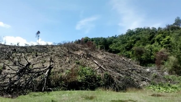 VIDEO: Cận cảnh 43ha rừng tự nhiên tại Bình Định bị “lâm tặc” triệt hạ ảnh 4
