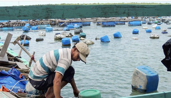 Nuôi hàu giúp dân xã đảo giảm nghèo ảnh 2