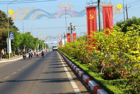 Dải phân cách mai vàng dài 5km độc nhất vô nhị ở Việt Nam ảnh 4
