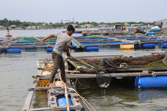 Cá lồng bè của 30 hộ nuôi chết hàng loạt, thiệt hại hơn 10 tỷ đồng ảnh 6