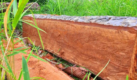 Rừng bị đốn hạ la liệt ở huyện biên giới Chư Prông (Gia Lai) ảnh 1