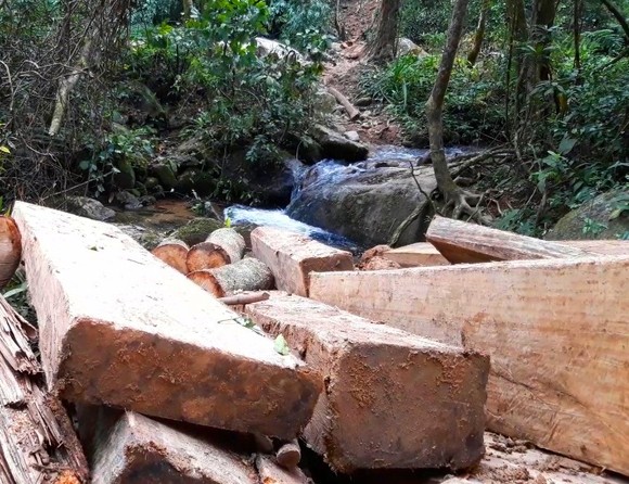 Kon Tum: Rừng già bị tàn phá, gỗ tập kết la liệt ảnh 1