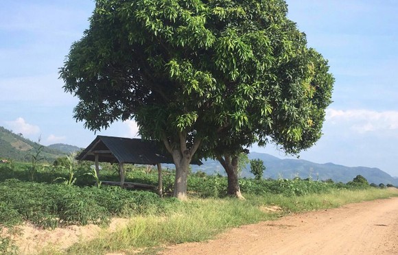 Điều tra vụ kiểm lâm bị đâm khi mật phục để bắt gỗ lậu ảnh 1