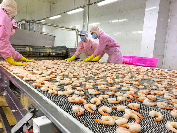 Xuất khẩu Thuỷ Sản Minh Phú đưa Tôm Việt vươn ra thế giới ảnh 1