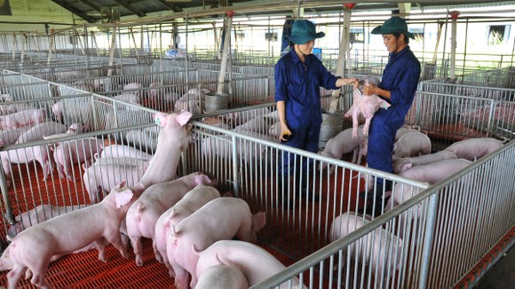 Heo giống quyết đinh hiệu quả kinh tế trong chăn nuôi ảnh 2