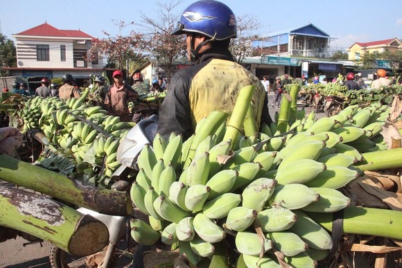 Chợ chuối mật mốc vùng biên lớn nhất miền Trung nhộn nhịp dịp cuối năm ảnh 1