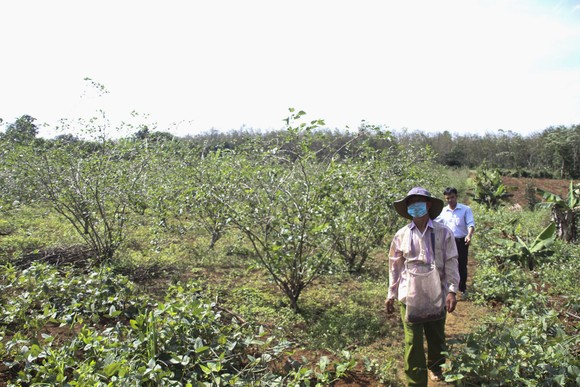 Dâu tằm được mùa, được giá, người dân tất bật thu hoạch ảnh 1