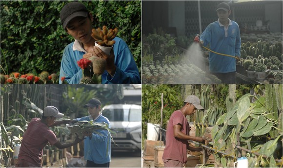Mê mẩn với 1.000 giống xương rồng tại Làng hoa Sa Đéc ảnh 2