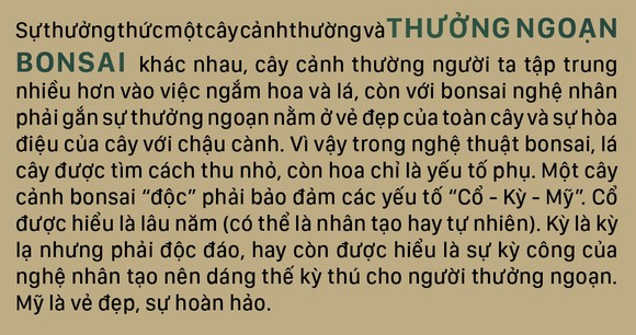 Nghệ thuật bonsai, thú chơi tao nhã ảnh 4