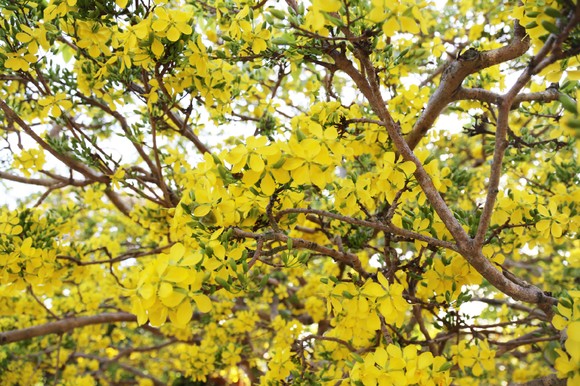 Ngắm cây mai 'khổng lồ' ở Bà Rịa - Vũng Tàu ảnh 15