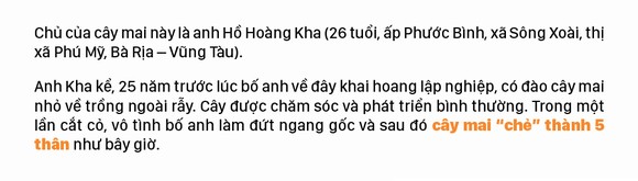 Ngắm cây mai 'khổng lồ' ở Bà Rịa - Vũng Tàu ảnh 3