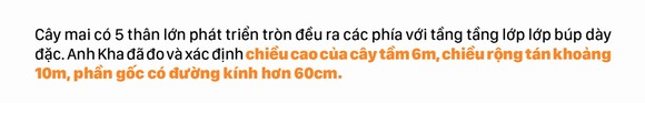 Ngắm cây mai 'khổng lồ' ở Bà Rịa - Vũng Tàu ảnh 5