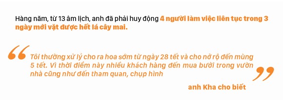 Ngắm cây mai 'khổng lồ' ở Bà Rịa - Vũng Tàu ảnh 9