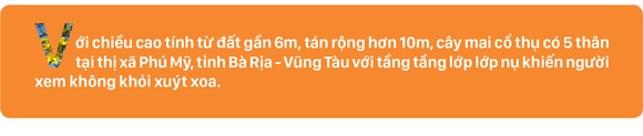 Ngắm cây mai 'khổng lồ' ở Bà Rịa - Vũng Tàu ảnh 1