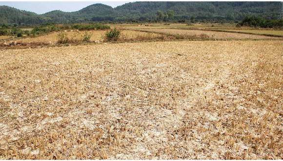 Nông dân vật lộn với khô hạn, thiếu nước ảnh 2