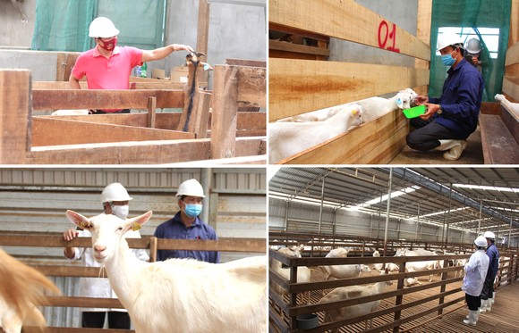 Trang trại 8.000 con dê sữa tại Măng Đen ảnh 13