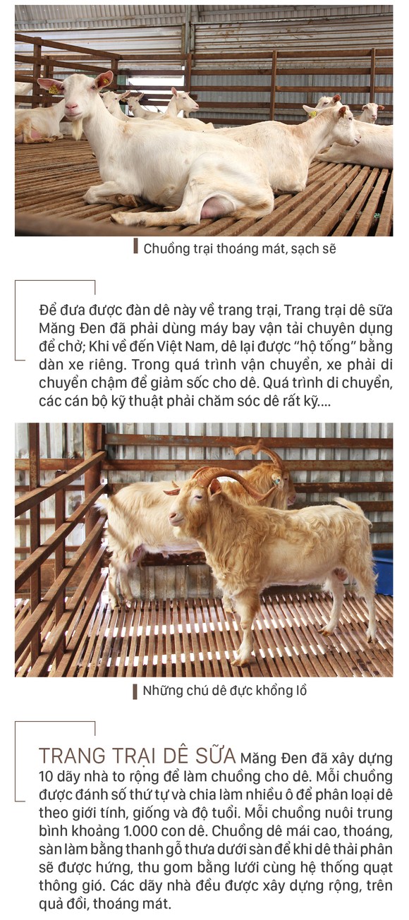 Trang trại 8.000 con dê sữa tại Măng Đen ảnh 5