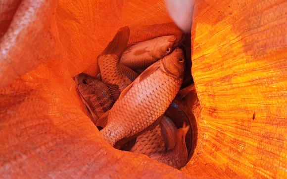 Độc đáo lễ hội đánh cá Đồng Hoa ảnh 21