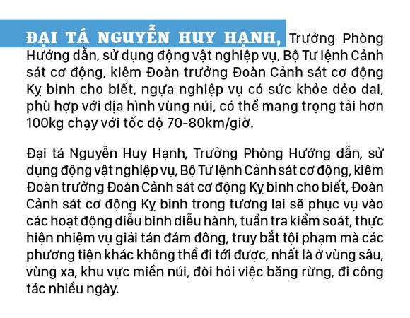 Cảnh sát cơ động Kỵ binh huấn luyện ngựa nghiệp vụ ảnh 14