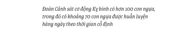 Cảnh sát cơ động Kỵ binh huấn luyện ngựa nghiệp vụ ảnh 5