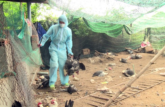 Xuất hiện "ổ" dịch cúm H5N6 có độc lực rất mạnh tại Phú Yên ảnh 1