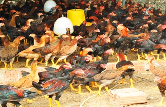 Hiện thực hóa chính sách “phúc lợi” động vật ảnh 2