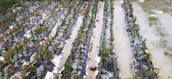 Vựa mai lớn nhất miền Trung đưa mai đi tránh bão ảnh 12