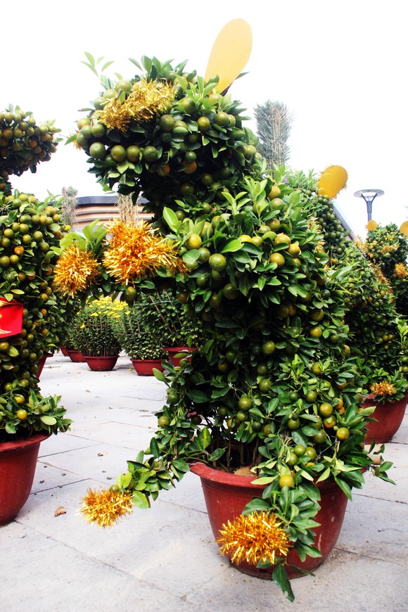 Ngắm bonsai quất tạo hình chuột độc đáo ở Bình Định ảnh 3