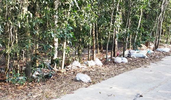 Bãi rác giữa rừng keo Núi Nảy ảnh 2