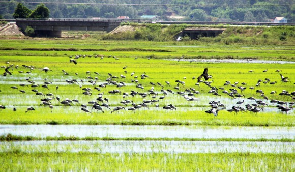 Đàn chim 'lạ' cả ngàn con xuất hiện tại cánh đồng Quảng Ngãi ảnh 4