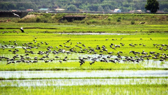 Đàn chim 'lạ' cả ngàn con xuất hiện tại cánh đồng Quảng Ngãi ảnh 1