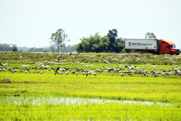 Đàn chim 'lạ' cả ngàn con xuất hiện tại cánh đồng Quảng Ngãi ảnh 3