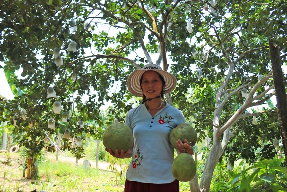 Nông dân Quảng Nam thoát nghèo nhờ bưởi da xanh ảnh 2