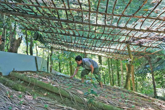 Áp dụng khoa học kỹ thuật vào ươm giống sâm Ngọc Linh ảnh 2